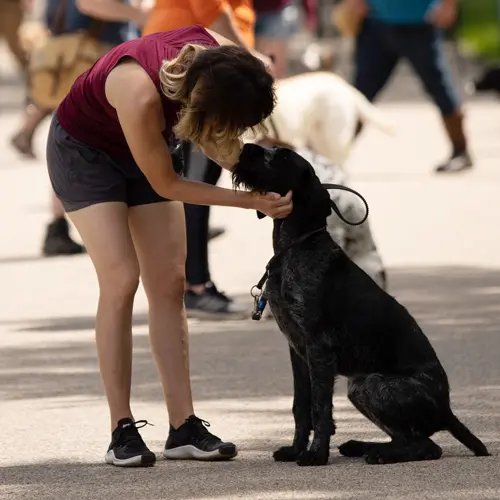 Dog Obedience