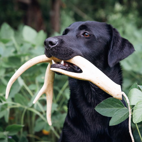 Are Deer Bones Good For Dogs