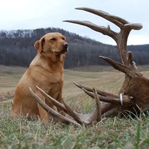 Blood Tracking Dog