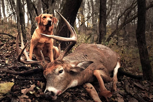 wounded deer tracking dog