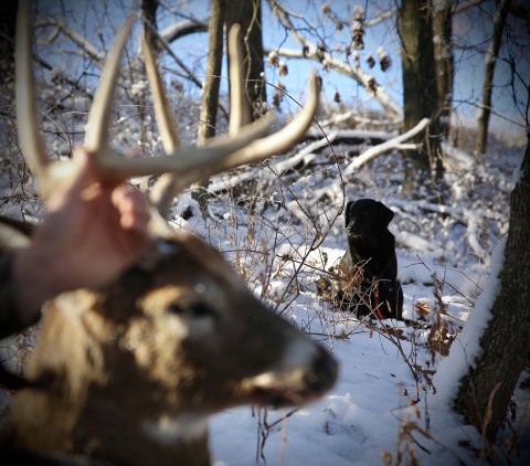 wounded deer tracking dog training