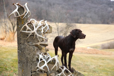 train your dog to find sheds