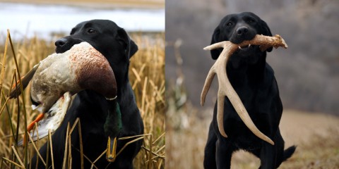 gun dogs that also shed hunt