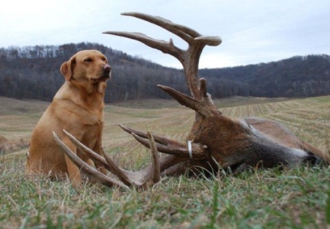 blood trailing dog training