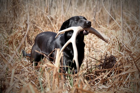 how to train my dog to find deer sheds