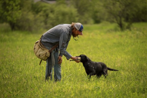 Retrieving breeds best sale