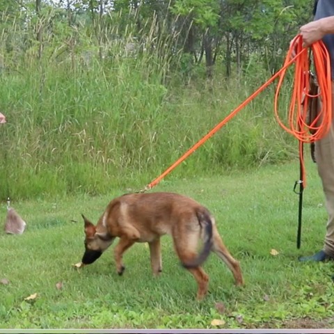 deer tracking dog training
