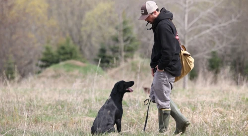 Training_a_young_gundog