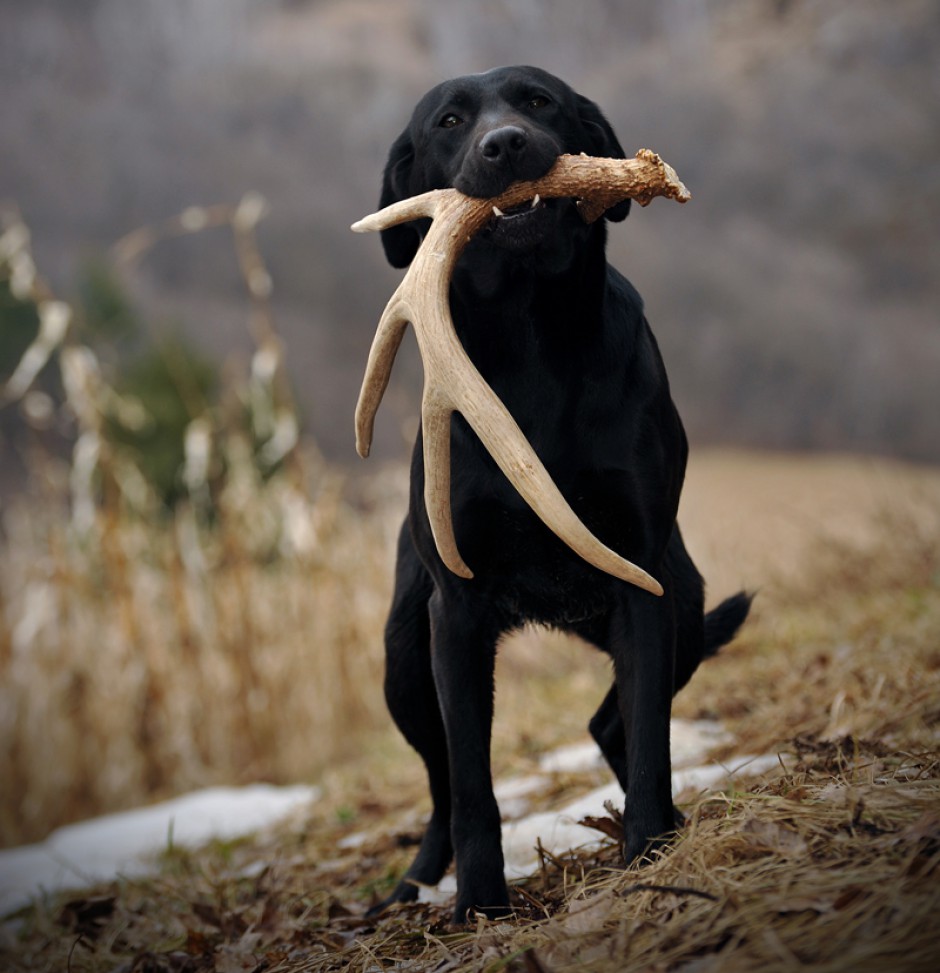 Shed Dog Training What You Need to Know DogBone Hunter