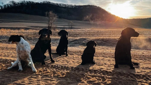 a_variety_of_ages_and_breeds_of_dogs_sitting_and_staying