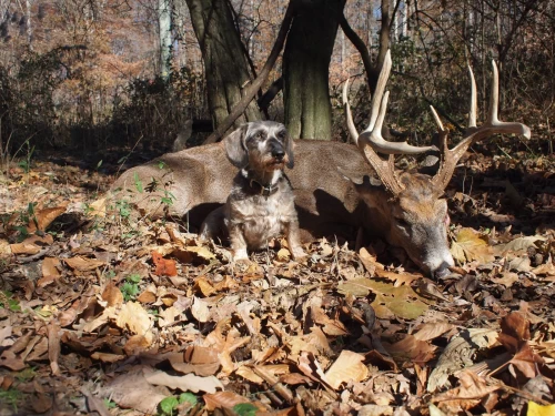 How to Train a Good Tracking Dog for Deer? Bring Out What's Already ...