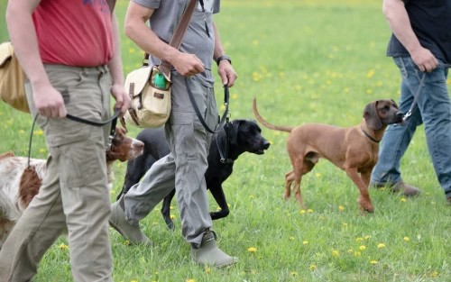 dog handlers working with their dogs during a DogBone handler workshop