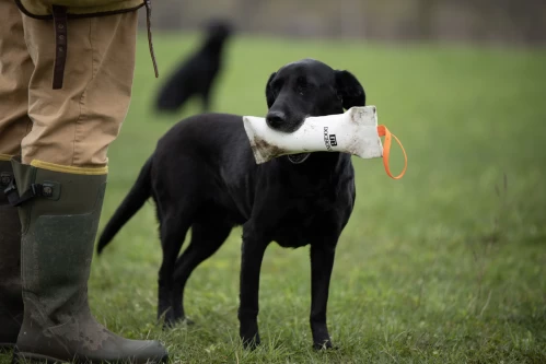 dog_training_to_retrieve