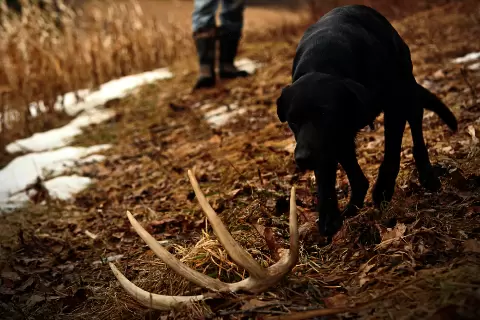 dogs_training_to_find_deer_sheds