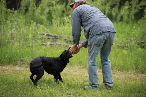 gundog_training