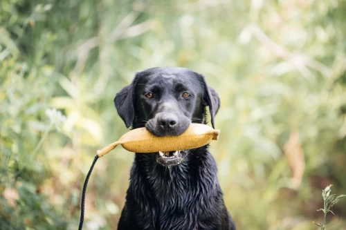 how_to_train_a_hunting_dog