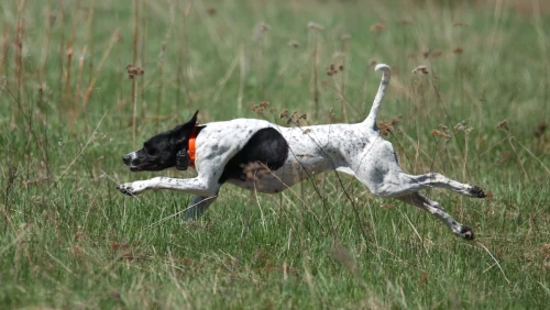 hunting-dog-training-real-world-decisions-0219