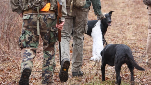 hunting_dogs_heeling_after_a_succesfull_hunt