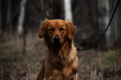 new_dog_training-271ee