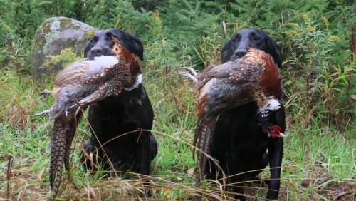 pheasant_hunting_labs_with_hunted_birds