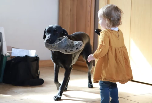 retriever_puppy_training