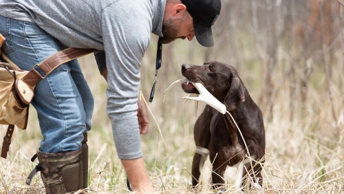 shed-dog-tracking-dog-bird-dog-training