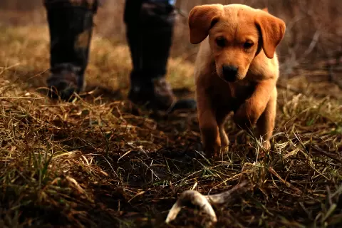 shed_hunting_dog_puppy_copy