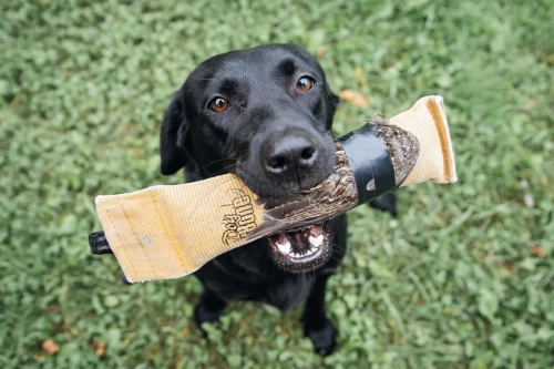 to_train_a_hunting_dog