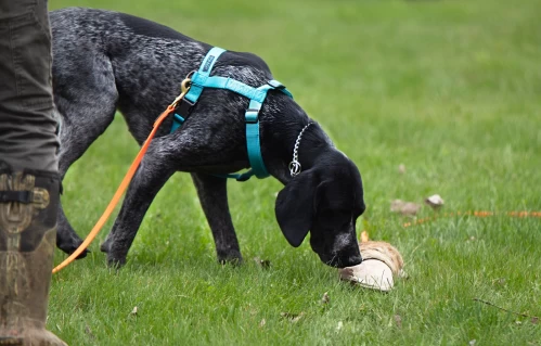 tracking_dogs_for_deer