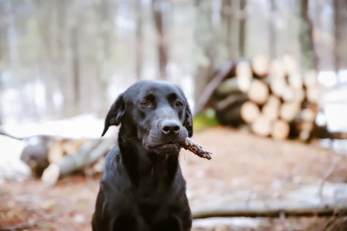 training_a_retrieving_dog