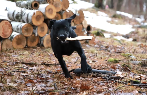 training_retriever_puppy