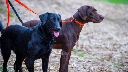 two_hunting_dogs_heel_training