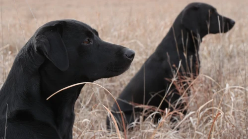 two_labs_marking_retrieves_and_sitting_patiently