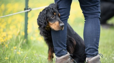 Dog Training Classroom