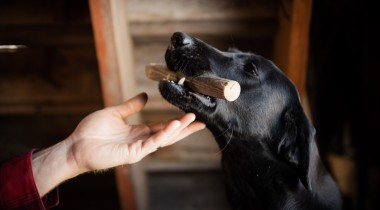 Intro to Hold Conditioning