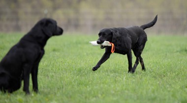 Diversions, Denials, & Delay