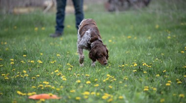 The Hunt Command: Game Finding & Nose Work