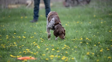 The Hunt Command: Game Finding & Nose Work