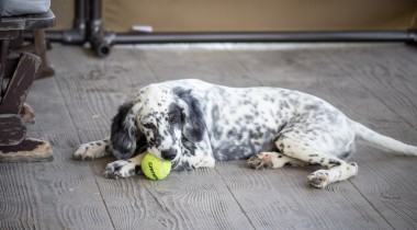 Retrieving Drills for Dogs