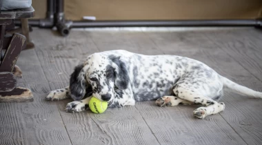 Retrieving Drills for Dogs