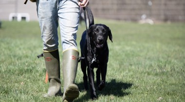 Learning How to Heel 