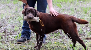 Retrieving Drills w/ Clover: Cleaning Up Delivery