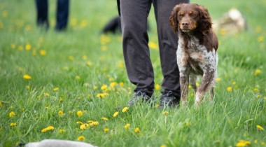 Diversions: Maintain Focus & Stop Switching on Retrieves