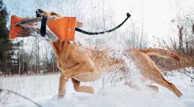 Steadiness & Pushing Through Cover