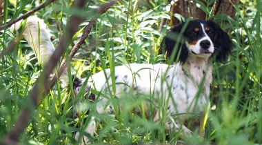 Developing Range, Recall, & First Wild Bird Contacts