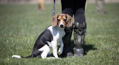 Important Parts of Dog Training