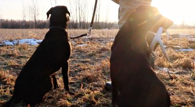 Retrieving with Another Dog