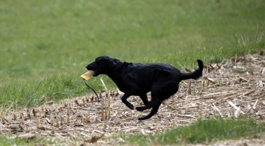Advanced Retrieving Drills