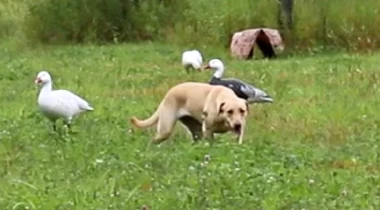 Dummy Launchers, Blinds, & More Difficulty