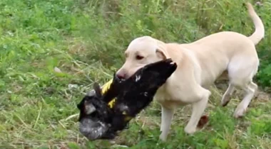 Picking Up the Big Goose